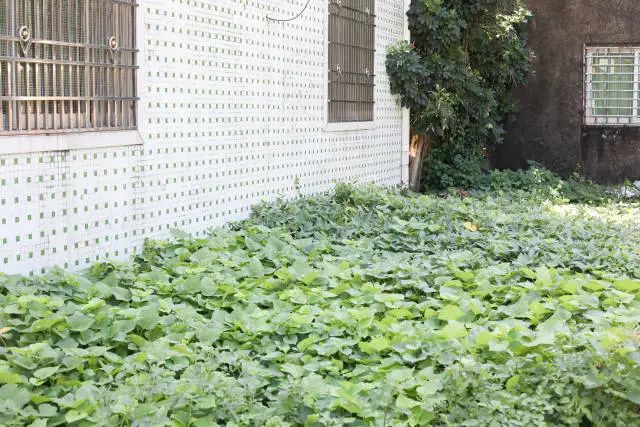 原三座垃圾山的堆放点。 汪旭莹 摄 图片