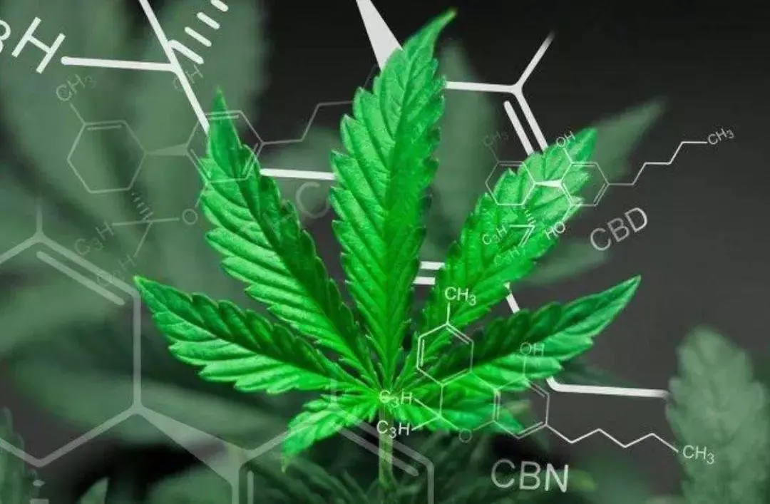 大麻2.png